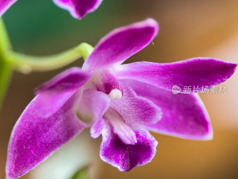 Extreme Close-up of beautiful small pink Orchid